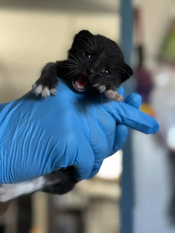 A baby small-sized male Domestic Short Hair cat named Shawn for adoption in Vallejo, CA