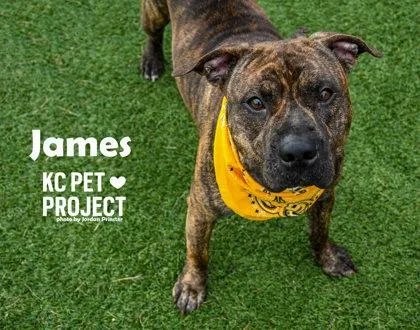 An adult large-sized male Brown / Chocolate Pit Bull Terrier dog named James for adoption in Kansas City, MO