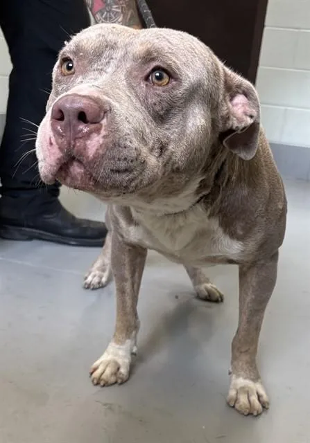 An adult large-sized male Pit Bull Terrier dog named Jeff for adoption in Corpus Christi, TX