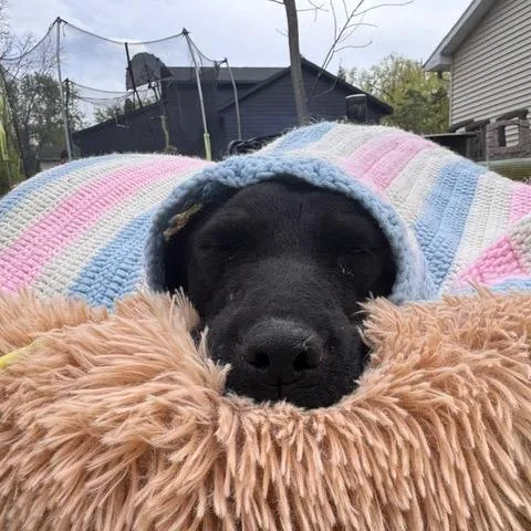 An adult medium-sized female Black Labrador Retriever dog named Yoyo for adoption in Buffalo, MN