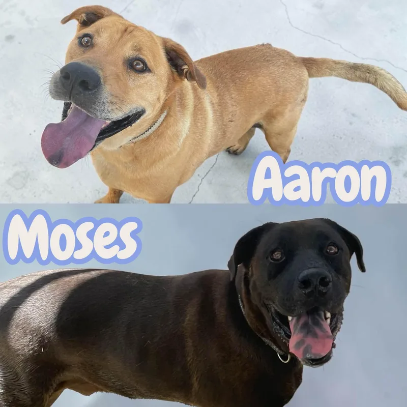 Aaron & Moses  thumbnail 4