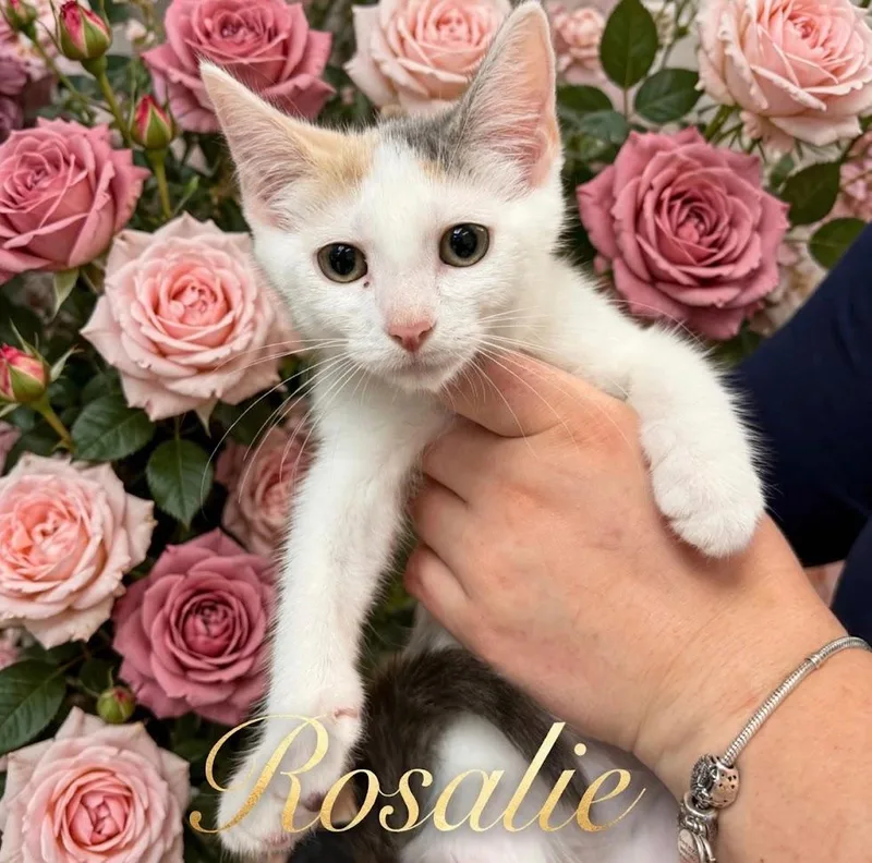A baby medium-sized female Dilute Calico Domestic Short Hair cat named Rosalie  Dilute Calico for adoption in Haddon Heights, NJ