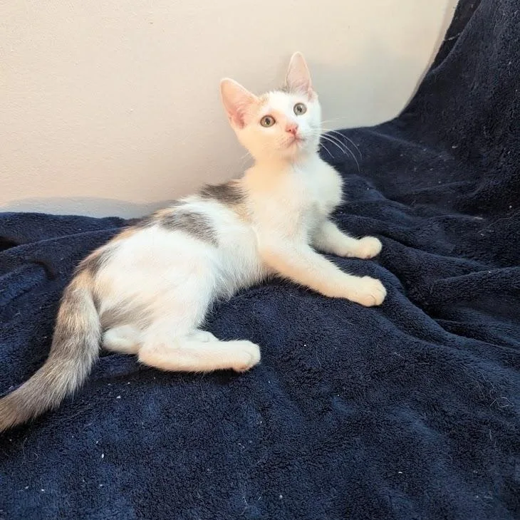 Rosalie  Dilute Calico thumbnail 2