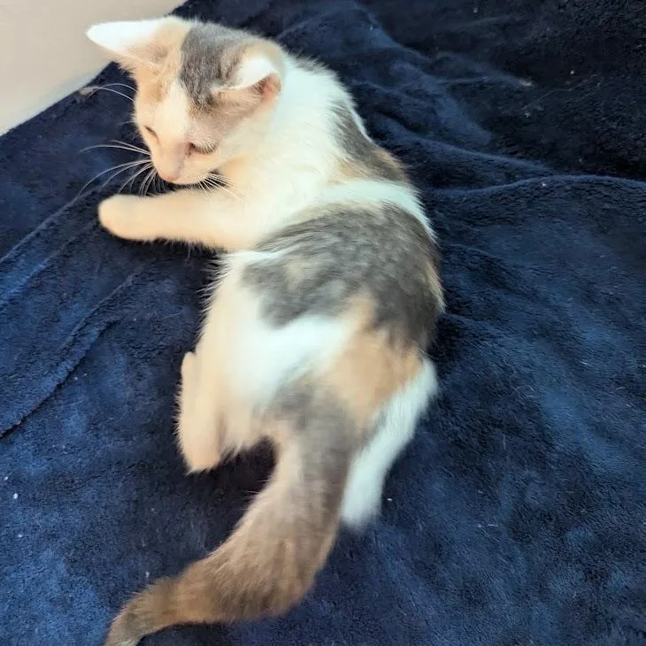 Rosalie  Dilute Calico thumbnail 3