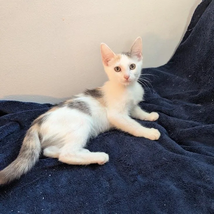 Rosalie  Dilute Calico thumbnail 4