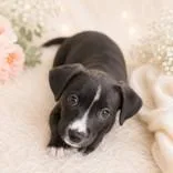 A baby medium-sized female Black Labrador Retriever dog named Athena for adoption in Portsmouth, OH
