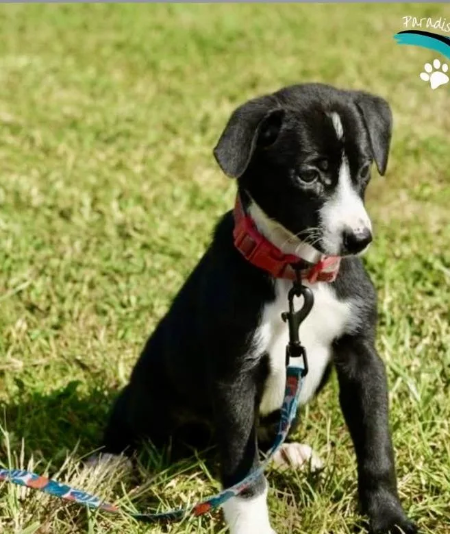 A baby medium-sized female Border Collie dog named Biscuit for adoption in Orlando, FL