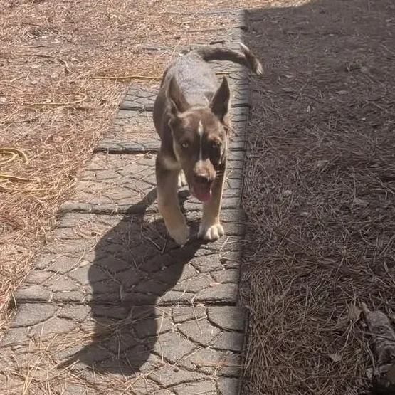 A young medium-sized female Husky dog named Taji for adoption in Houston, TX