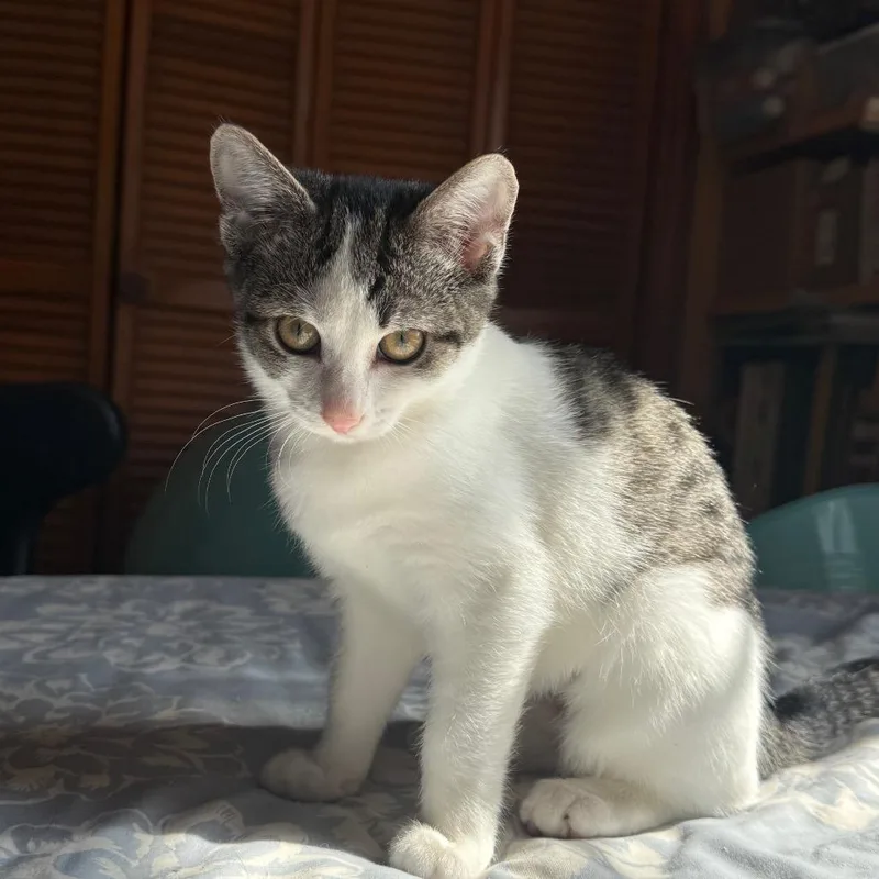 A baby small-sized female Brown / Chocolate Domestic Short Hair cat named Fresh out of Forgiveness for adoption in Fredericksburg, VA
