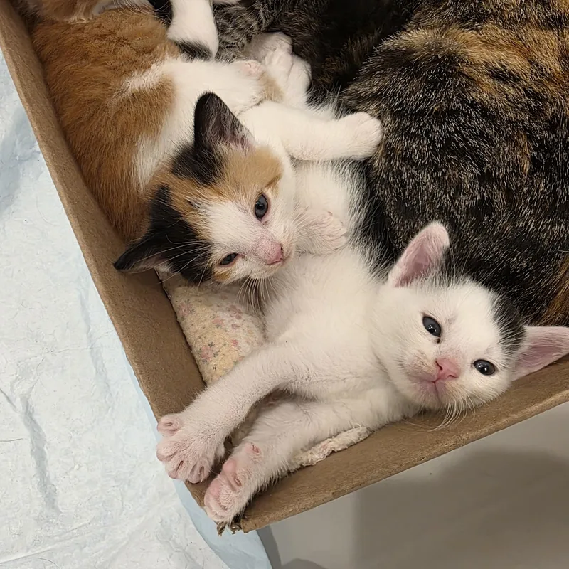 A baby medium-sized female Calico Domestic Short Hair cat named Peppers for adoption in Manchester, CT