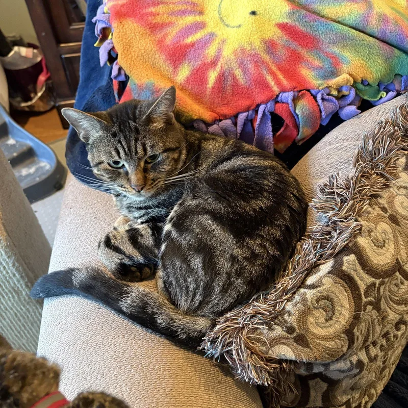A young medium-sized male Domestic Short Hair cat named Simon for adoption in White Bluff, TN