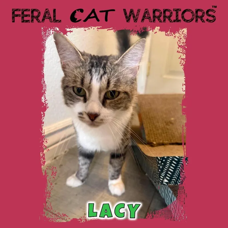 Lacy