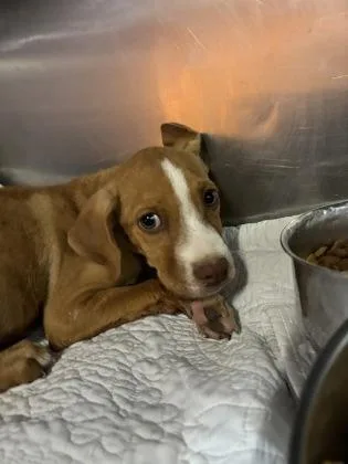 A baby small-sized male Yellow / Tan / Blond / Fawn Boxer dog named 61281993 for adoption in El Paso, TX