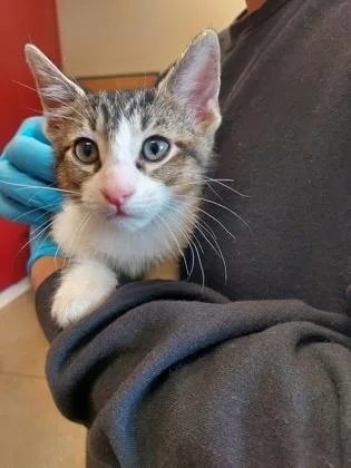 A baby small-sized male Domestic Short Hair cat named Sunflower for adoption in Fishers, IN