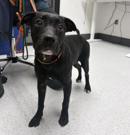 A baby medium-sized female Pit Bull Terrier dog named Nikki for adoption in Oakland, CA