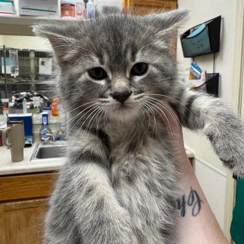 A baby small-sized male Gray / Blue / Silver Domestic Short Hair cat named Iphone for adoption in Pekin, IL