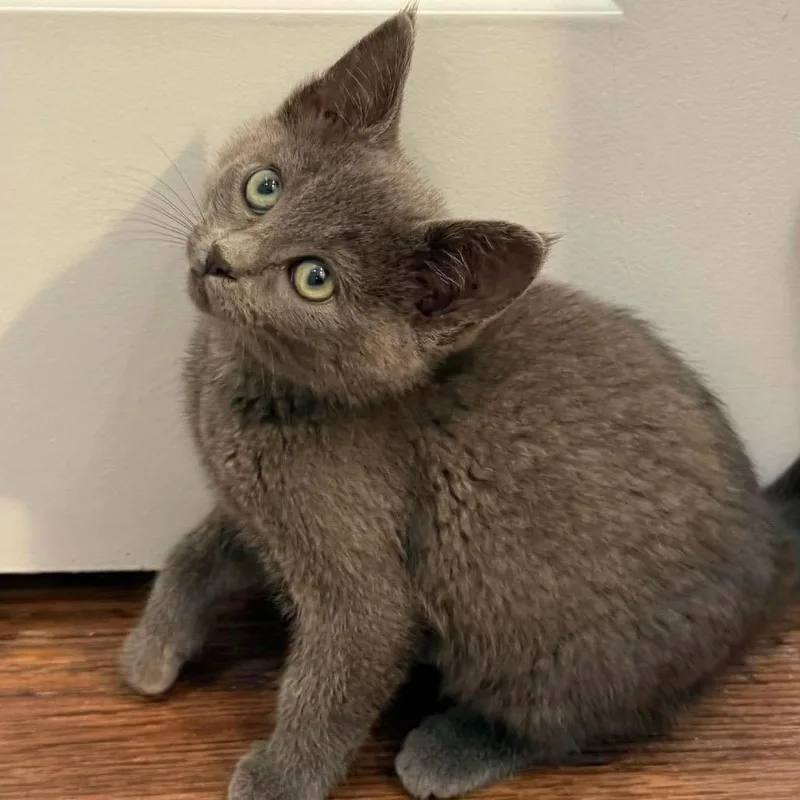A baby small-sized female Gray / Blue / Silver Domestic Short Hair cat named Spurr for adoption in Nampa, ID