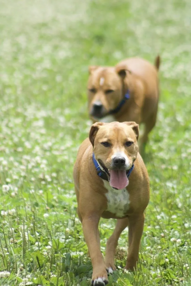 An adult large-sized male Labrador Retriever dog named Tom for adoption in Xenia, OH
