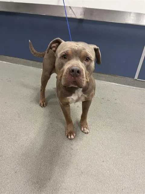 A young large-sized male American Bulldog dog named Max for adoption in Miami, FL