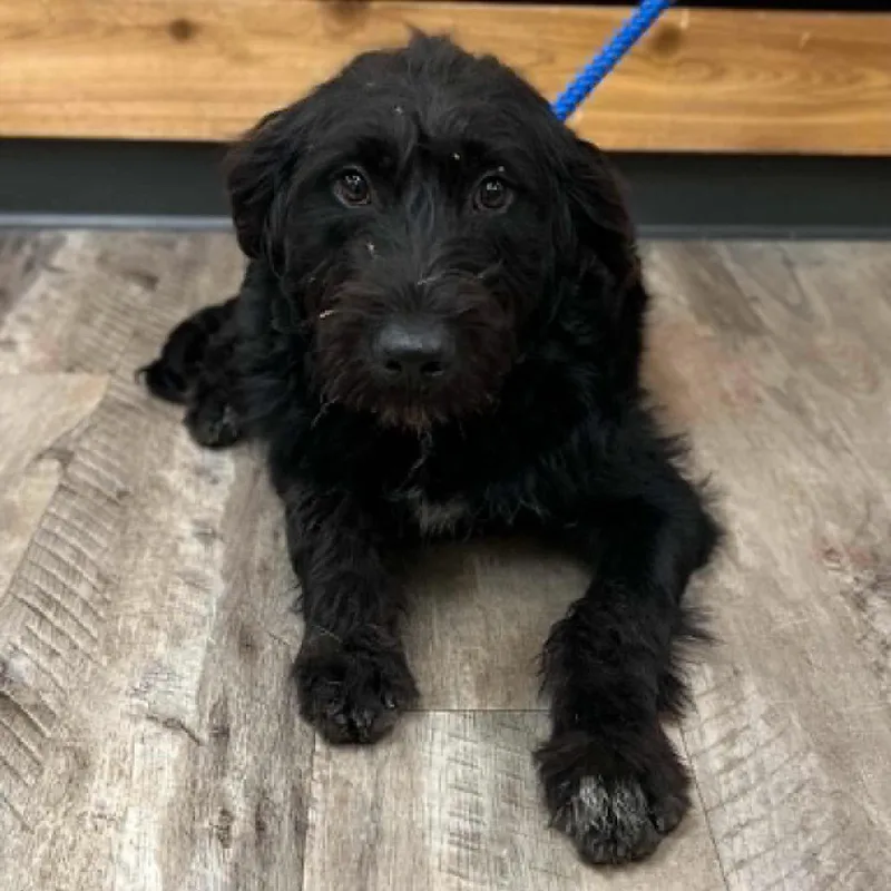 A young medium-sized female Black Labrador Retriever dog named Nelly for adoption in Mount Pleasant, TX