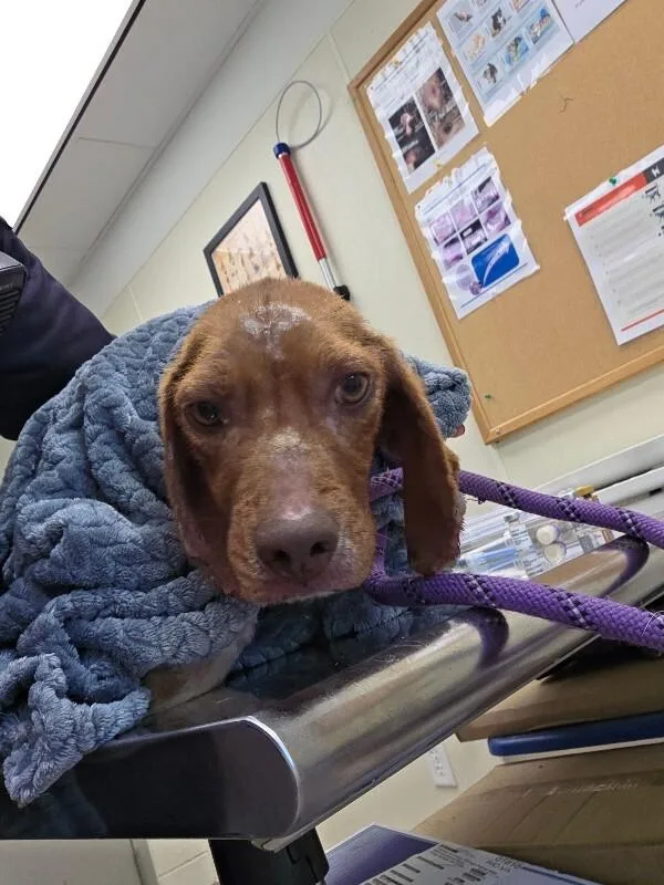 An adult small-sized female Red / Chestnut / Orange Beagle dog named Pootie Toot for adoption in Disputanta, VA