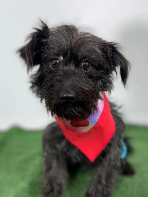 A young small-sized female Black Schnauzer dog named Dora for adoption in Carlsbad, CA