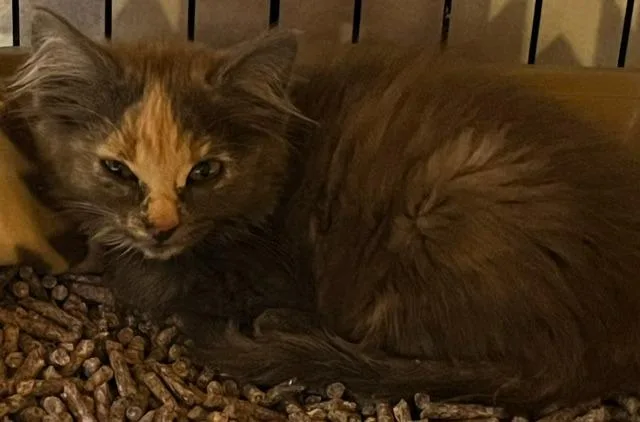 A young small-sized female Dilute Calico Domestic Short Hair cat named Madonna for adoption in Webster City, IA