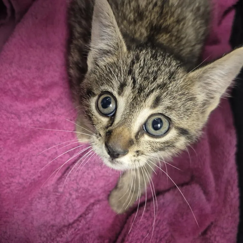A baby small-sized male Brown / Chocolate Domestic Short Hair cat named Frankie Valli for adoption in Newark, NJ