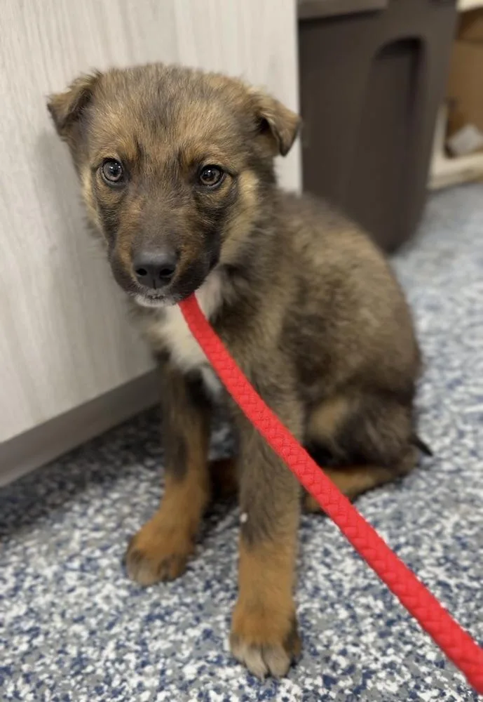 Ciabatta thumbnail 2