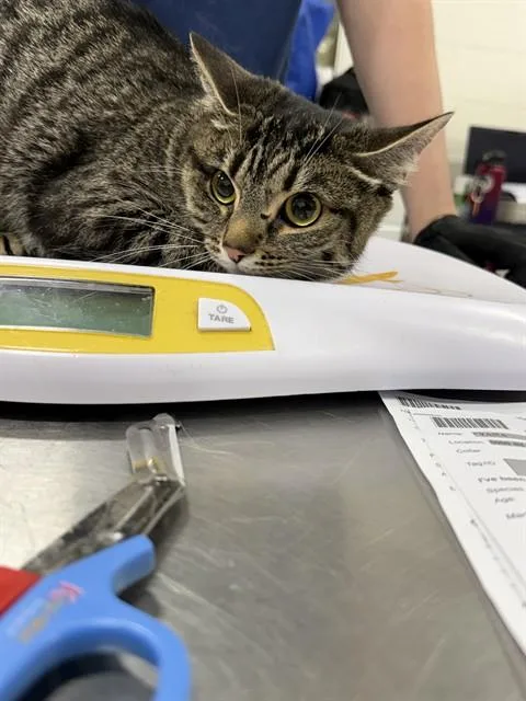 A young medium-sized female Domestic Short Hair cat named Yana for adoption in Upper Marlboro, MD