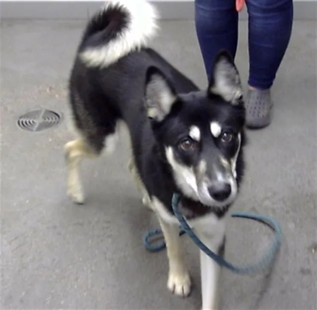 A young large-sized male Siberian Husky dog named Tony Hawk for adoption in Mesa, AZ