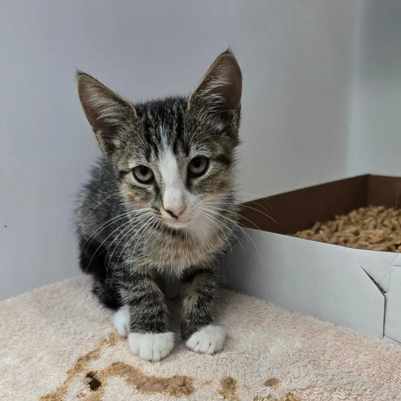 A baby small-sized male White Domestic Short Hair cat named Weasley for adoption in Naples, FL
