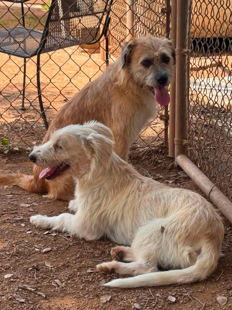 An adult small-sized male Border Terrier dog named Mango & Kiwi for adoption in Sugar Land, TX