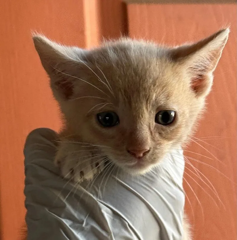 Wilbur