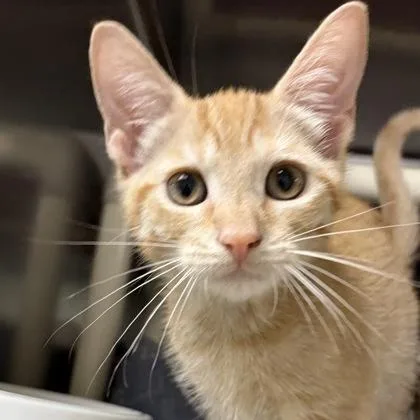 A young small-sized male Orange / Red Domestic Short Hair cat named Piglet for adoption in North Myrtle Beach, SC