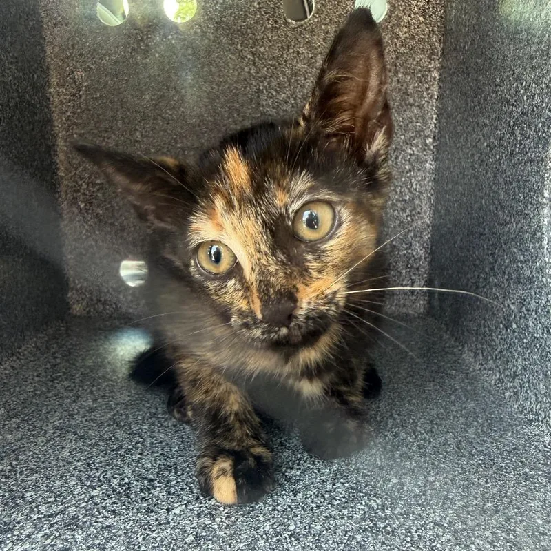 A baby small-sized female Black Domestic Short Hair cat named Cleo for adoption in Galveston, TX