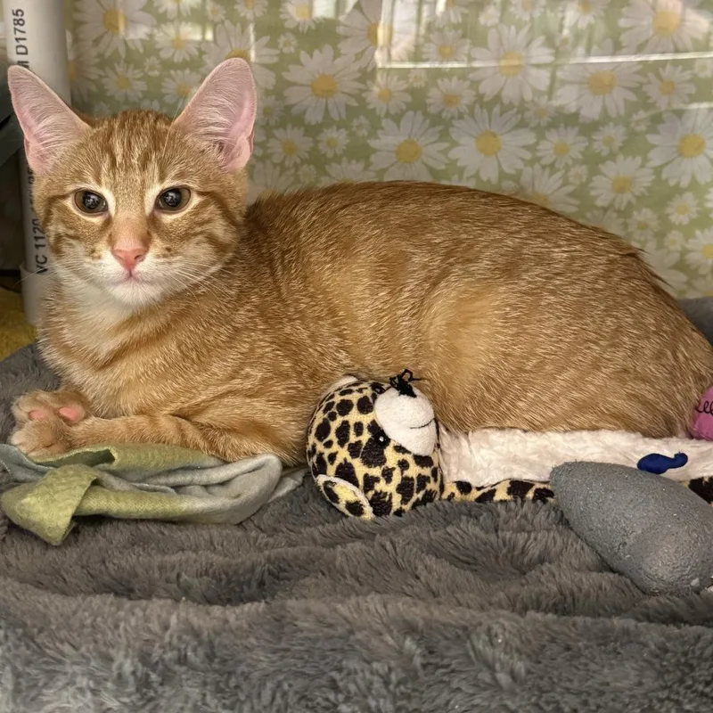 A baby small-sized male Domestic Short Hair cat named Brock for adoption in Cumming, GA