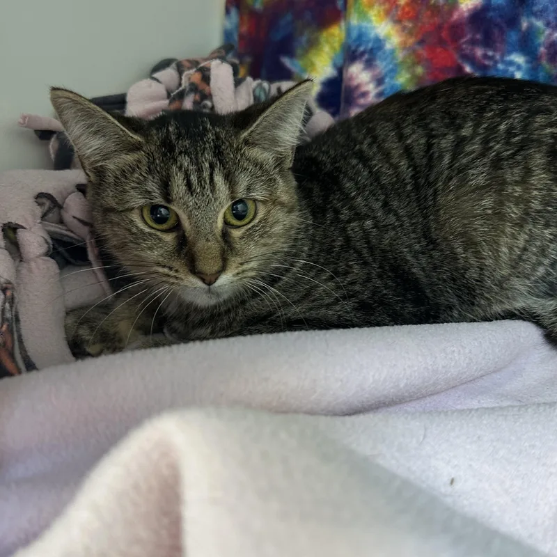 A baby small-sized female Domestic Short Hair cat named Cammy for adoption in Manassas, VA
