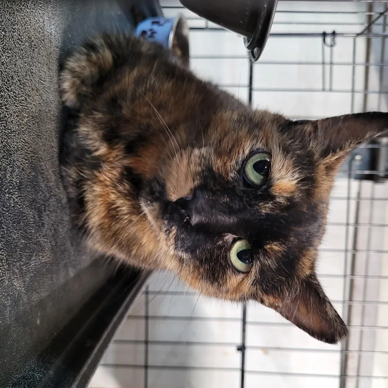 An adult medium-sized female Tortoiseshell cat named Meteora for adoption in Maple Shade, NJ