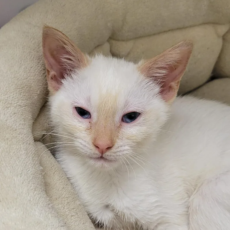 A baby small-sized female Domestic Short Hair cat named Princess Peach for adoption in Cumming, GA