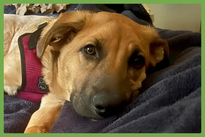 Gracie thumbnail 4