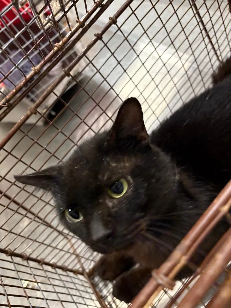 An adult medium-sized male Domestic Short Hair cat named Nico for adoption in Clarksville, TN