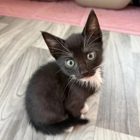 A baby medium-sized male Black & White / Tuxedo Domestic Short Hair cat named Gerry for adoption in Arverne, NY