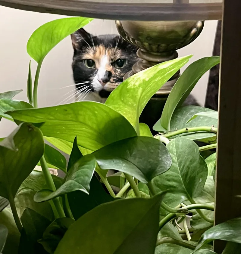 Callie Fiorella thumbnail 2