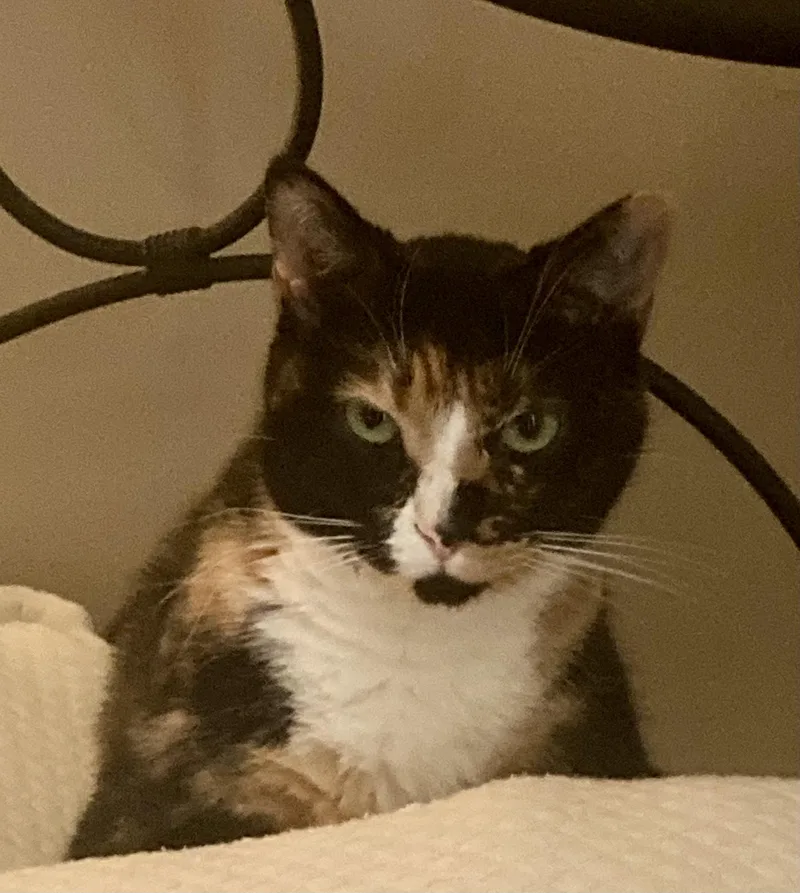 Callie Fiorella thumbnail 3