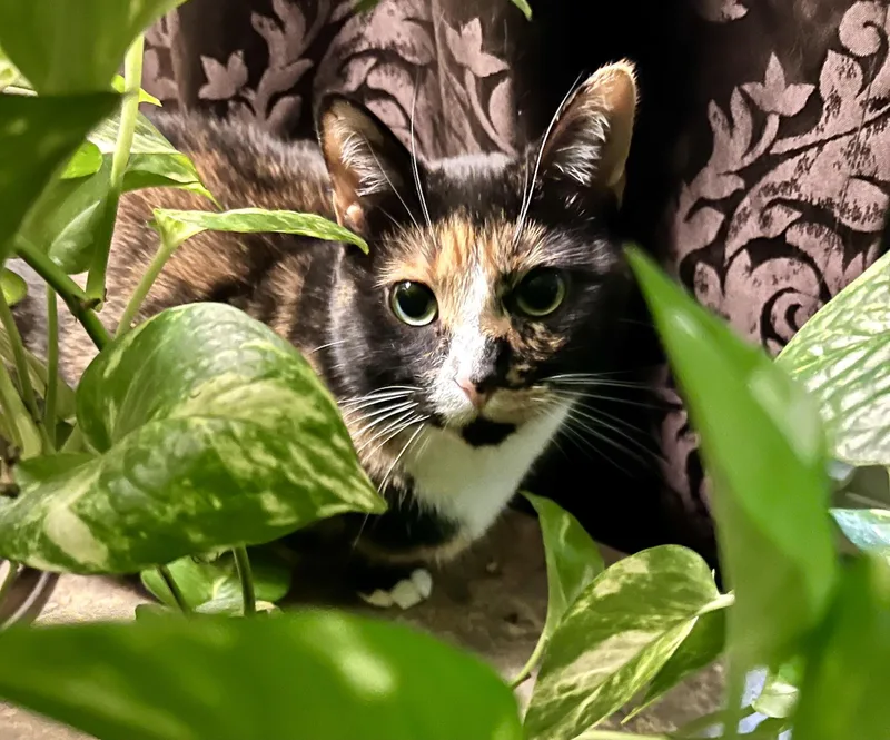 Callie Fiorella thumbnail 4