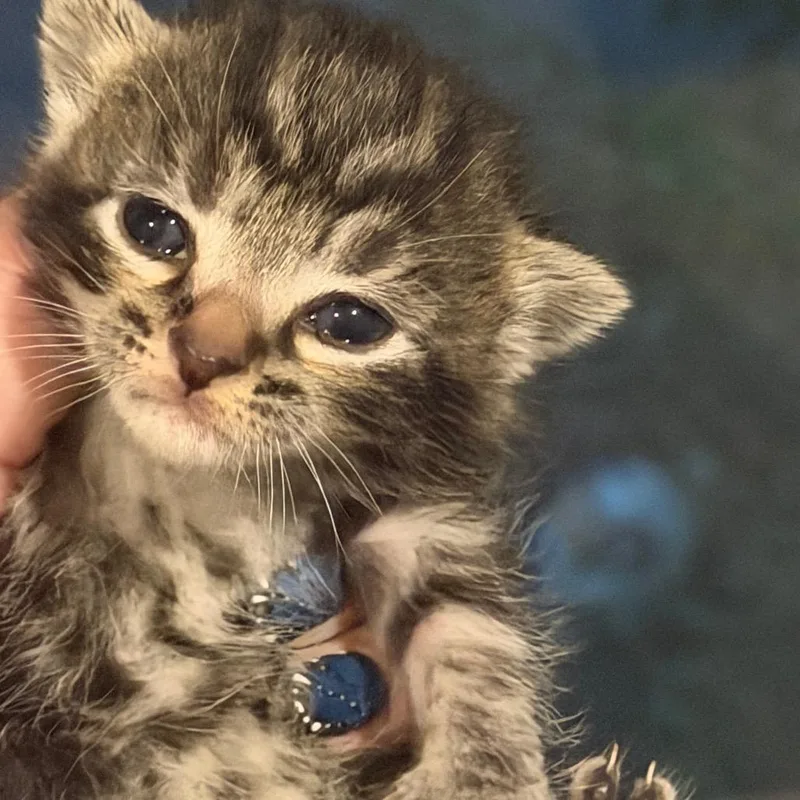 A baby small-sized female Brown / Chocolate Domestic Short Hair cat named Oatmeal Raisin for adoption in Brevard, NC