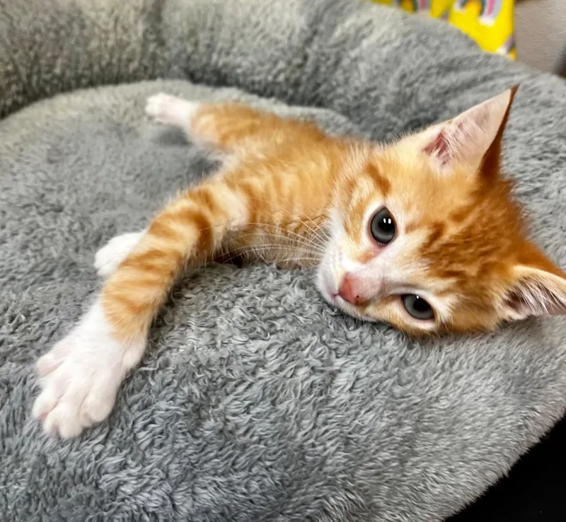 A baby small-sized male Domestic Short Hair cat named Thumper for adoption in Clinton, SC