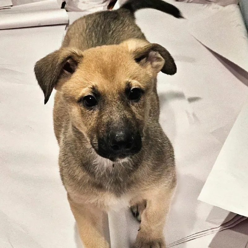 A baby large-sized male Yellow / Tan / Blond / Fawn German Shepherd Dog dog named Bamboo for adoption in Chicago, IL