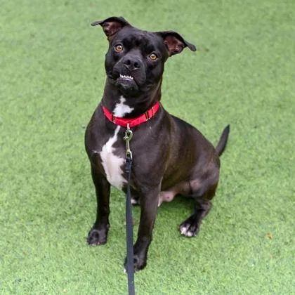 A young medium-sized male Mixed Breed dog named Batty for adoption in Westbrook, ME